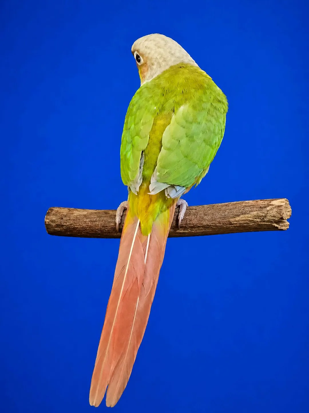 pineapple green chick canor talking and foll hand tamed pice available