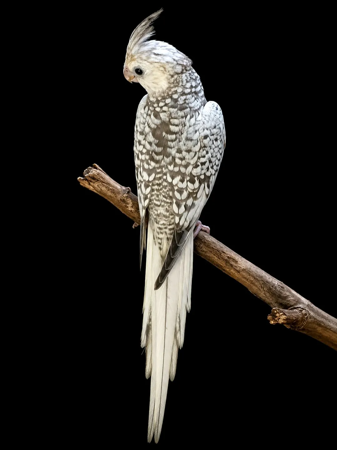 bahut hi khubsurat aur Male cocktail piece hand tamed and talking available age almost 4 month & 5 month