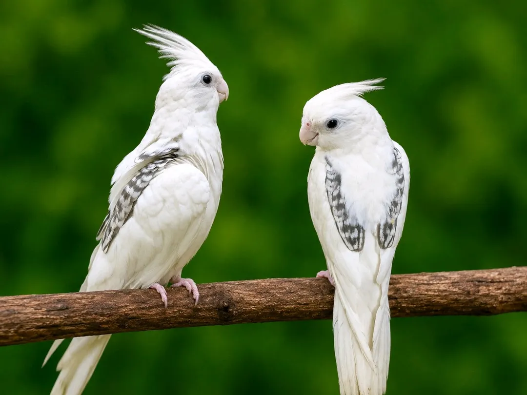 high quality vpaid Cocktail male availab full hand tamed and talking
