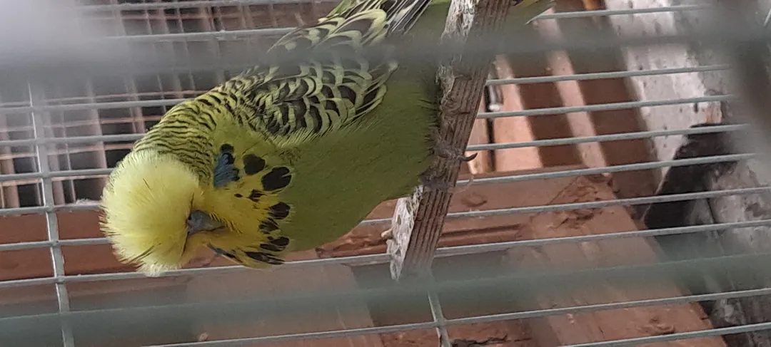Male Exhibition Budgy with outstand features and results