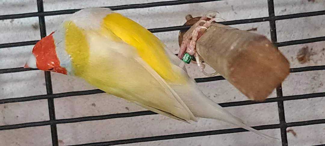 Lutino Gouldian Finch Pair available