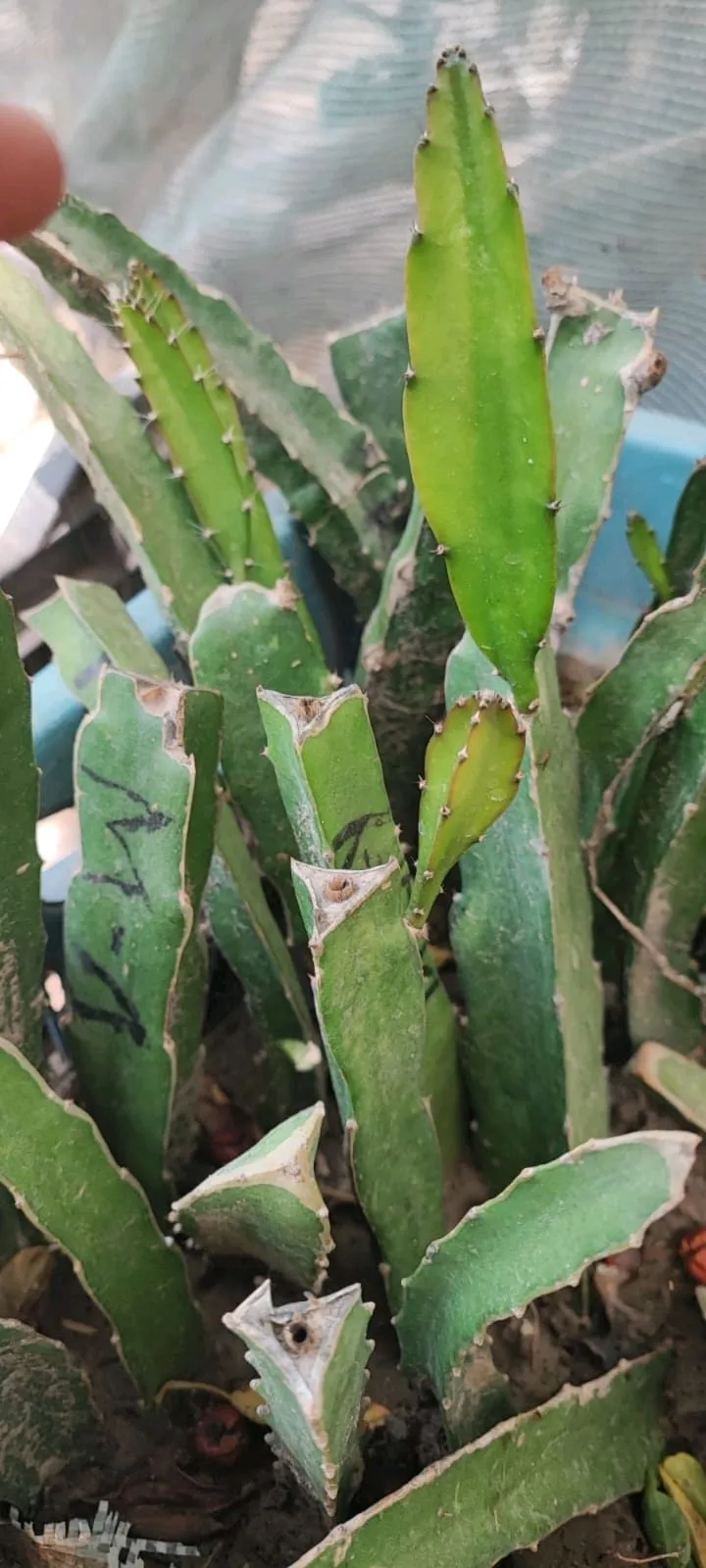 Dragon Fruit Rooted Cuttings