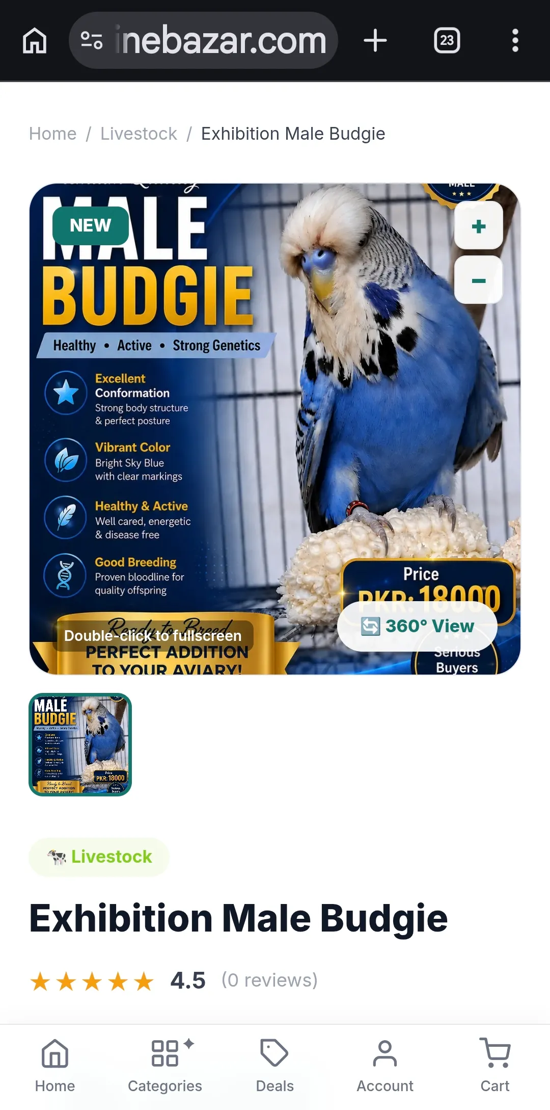 Exhibition Male Budgie