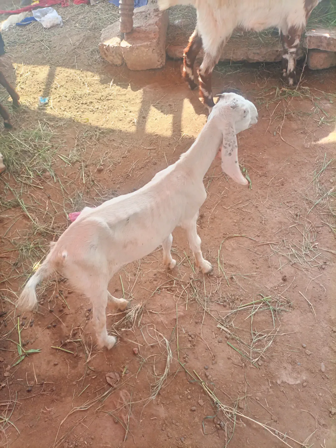 pure desi goat 🐐